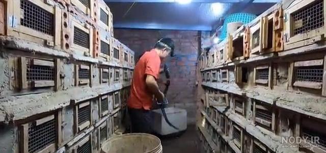 فیلم مورچه های آتیش فیلم مورچه های آتیش