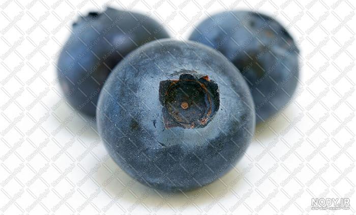 نازبو | بذر میوه بلوبری بلوگلد bluegold blueberry