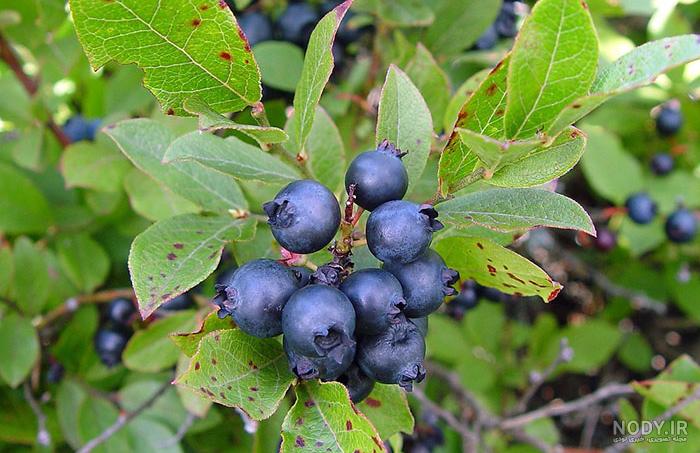 آشنایی با درخت بلوبری و نحوه نگهداری آن آشنایی با درخت بلوبری و نحوه نگهداری آن