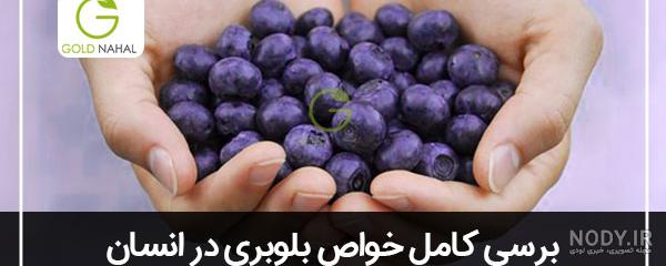 با میوه بلوبری آشنا شوید با میوه بلوبری آشنا شوید