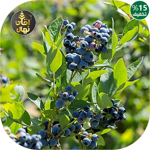 بلوبری در ایران کجا و چگونه پرورش می یابد | همه چیز درباره ... بلوبری در ایران کجا و چگونه پرورش می یابد | همه چیز درباره ...