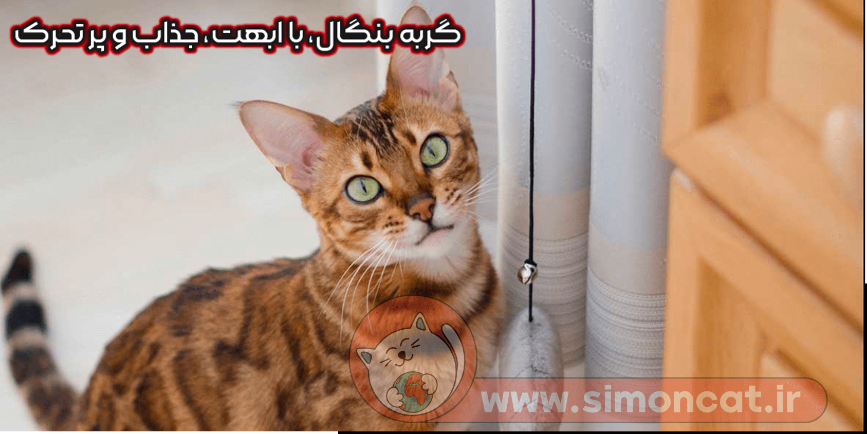 راهنمای انتخاب مناسب نژاد گربه برای نگهداری در منزل - سایمون کت