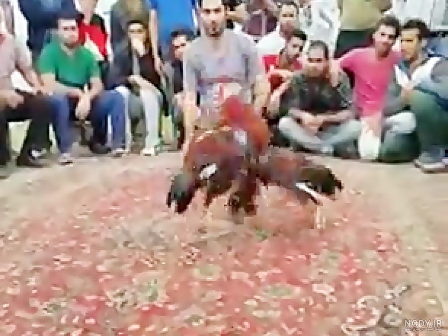 عکس خروس لاری رابین هود