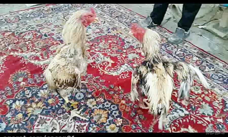 عکس خروس لاری رابین هود