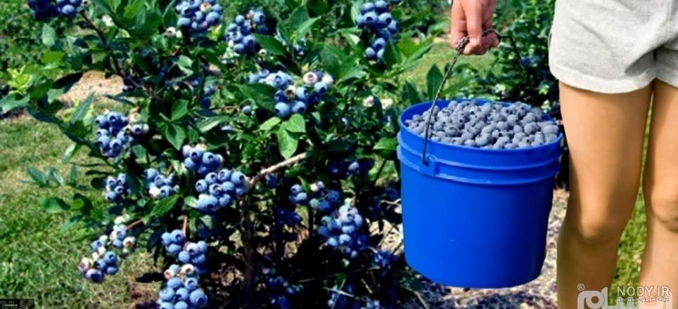عکس درخت بلوبری ؛ شکل درخت بلوبری در زمین های کشاورزی - فال و خواب عکس درخت بلوبری ؛ شکل درخت بلوبری در زمین های کشاورزی - فال و خواب