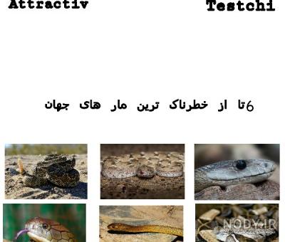 عکس شرک خنده دار