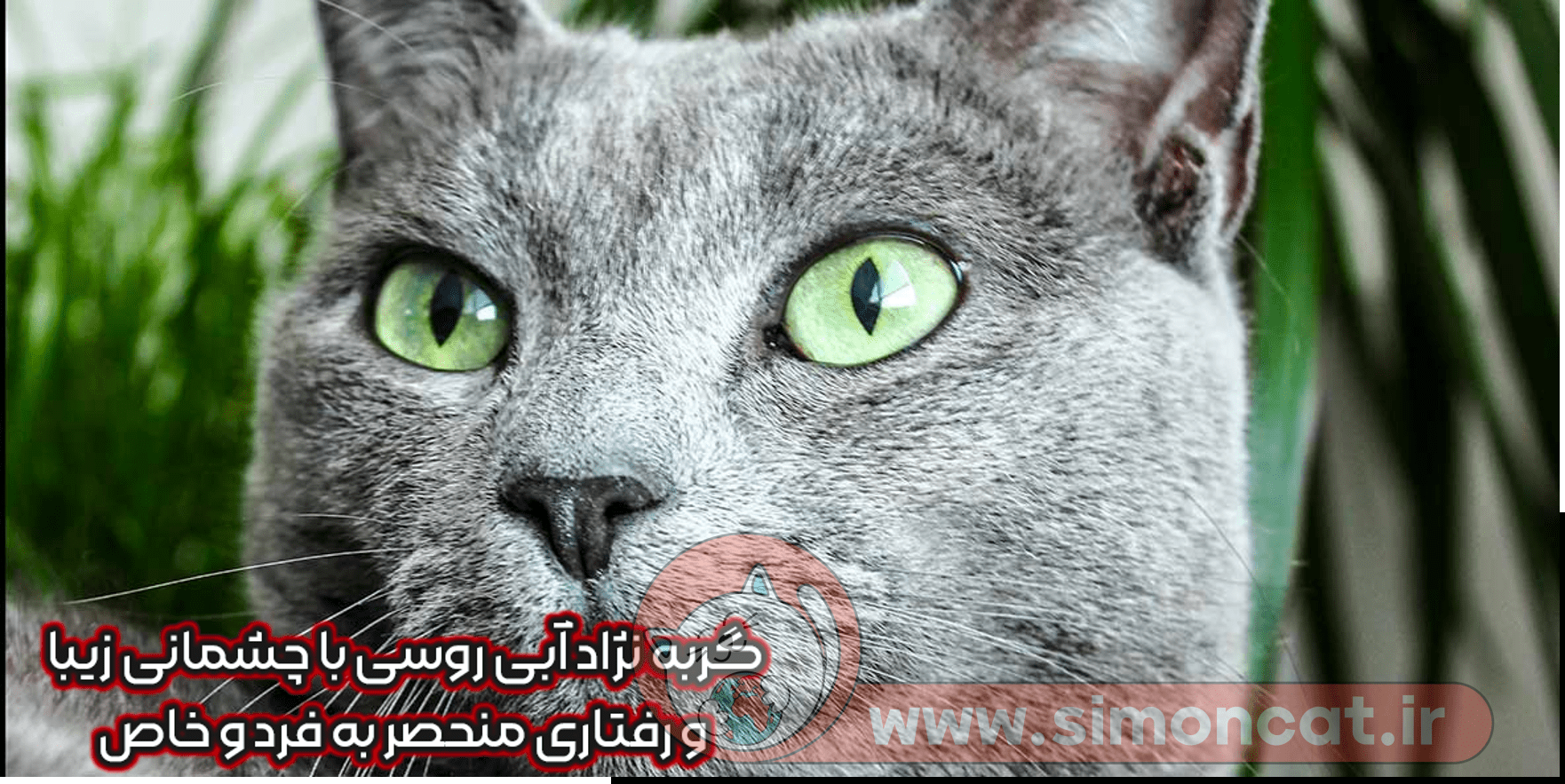 عکس گربه بلو - عکس نودی