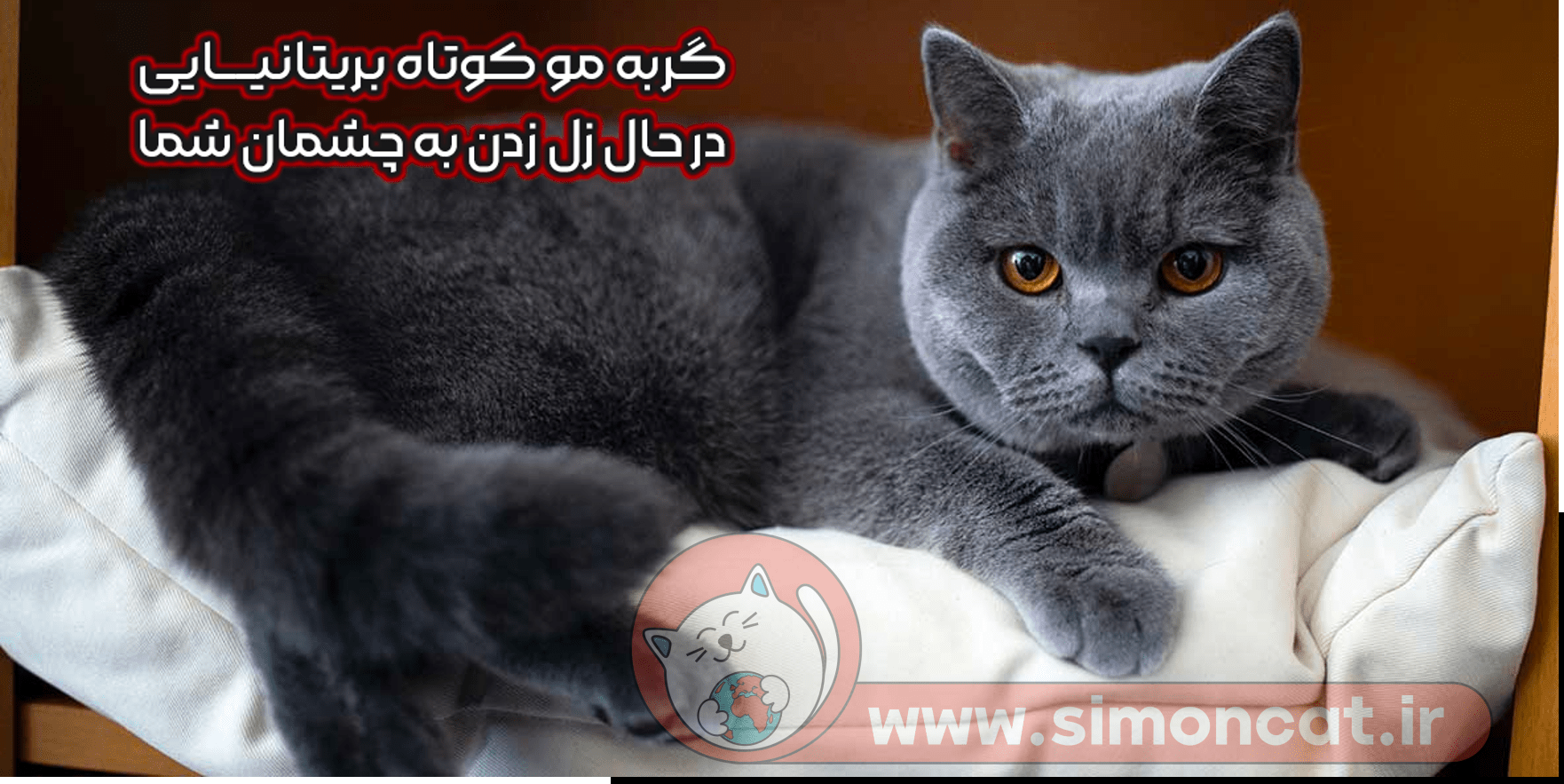 عکس گربه بلو - عکس نودی