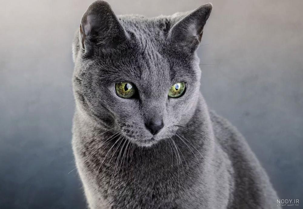 مشخصات کامل، قیمت و خرید نژاد گربه راشن بلو (Russian Blue) | پت راید