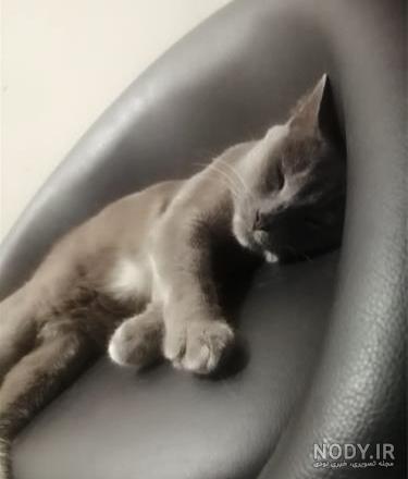 مشخصات کامل، قیمت و خرید نژاد گربه راشن بلو (Russian Blue) | پت راید