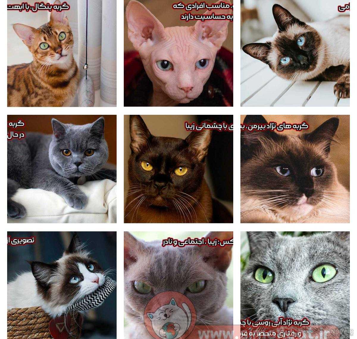 مشخصات کامل، قیمت و خرید نژاد گربه راشن بلو (Russian Blue) | پت راید