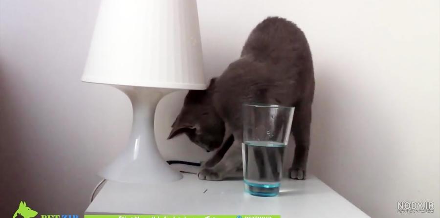 مشخصات کامل، قیمت و خرید نژاد گربه راشن بلو (Russian Blue) | پت راید