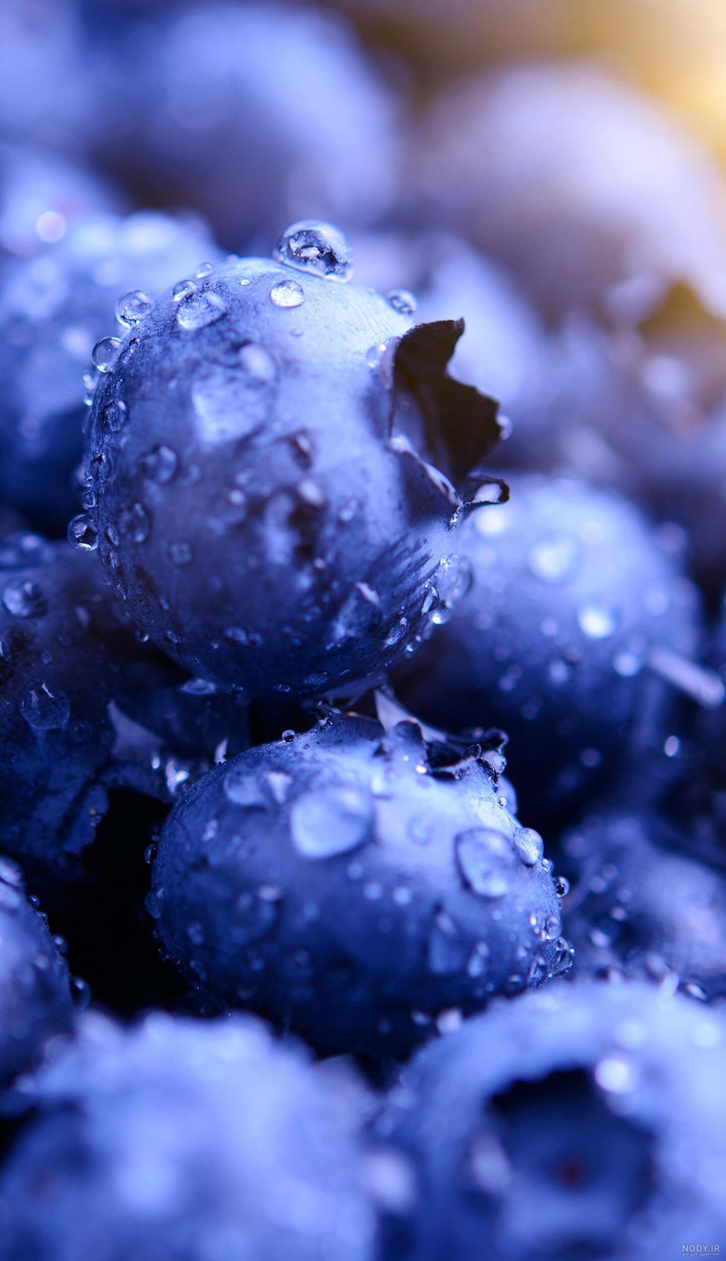 نازبو | بذر میوه بلوبری بلوگلد bluegold blueberry نازبو | بذر میوه بلوبری بلوگلد bluegold blueberry