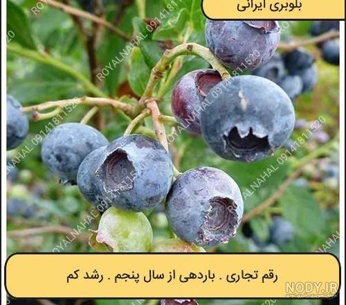 نهال بلوبری ایرانی پایه بذری - نهالستان آقای نهال نهال بلوبری ایرانی پایه بذری - نهالستان آقای نهال