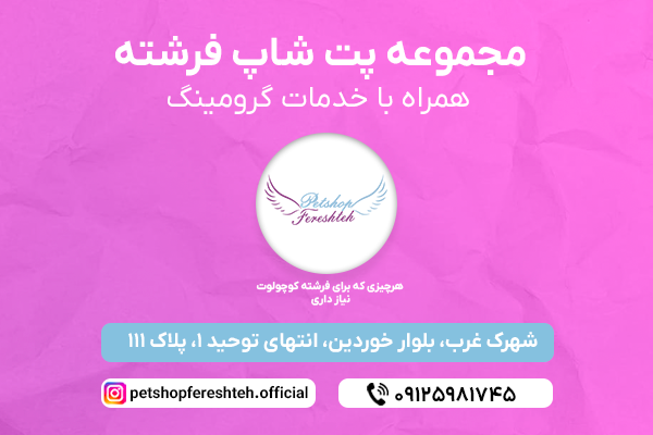 گربه رگدال بخش اول |گربه رگدال قیمت|گربه رگدال خرید|بچه گربه رگدال ...