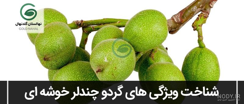 معرفی و آموزش خوردن میوه بلوبری معرفی و آموزش خوردن میوه بلوبری