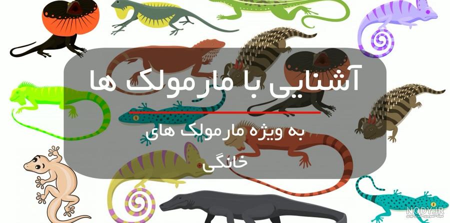فرارو | (تصاویر) ۹ حقیقت جالب درباره مورچه‌خوار