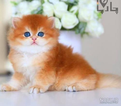 مشخصات کامل، قیمت و خرید نژاد گربه پرشین (Persian) | پت راید