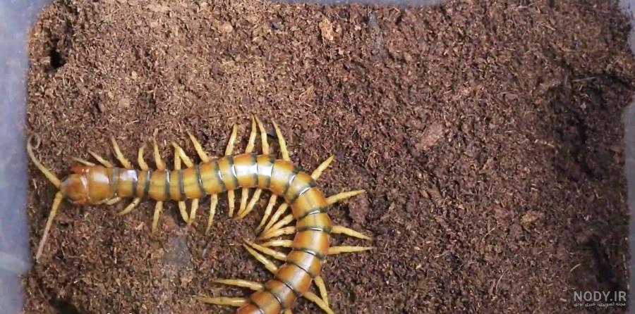 مورچه های آدمخوار جان یک زن را گرفتند ! مورچه های آدمخوار جان یک زن را گرفتند !