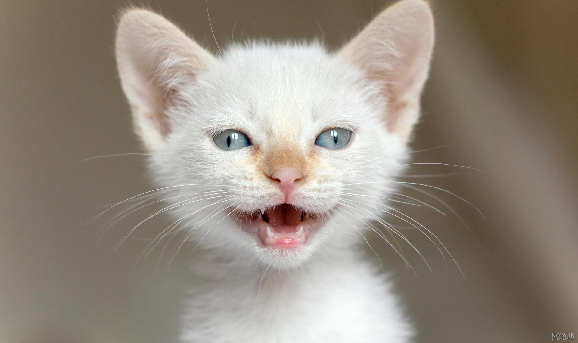 22 عکس گربه های ملوس و بامزه برای و…