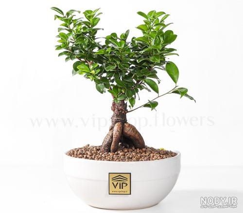 بونسای Bonsai ؛ معرفی کامل گیاه بنسای (از دانه تا خانه) - VIP