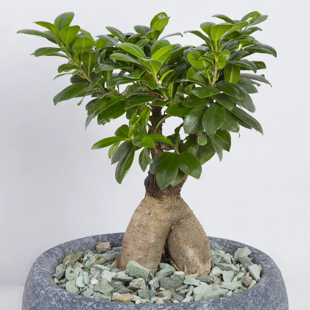 بونسای Bonsai ؛ معرفی کامل گیاه بنسای (از دانه تا خانه) - VIP