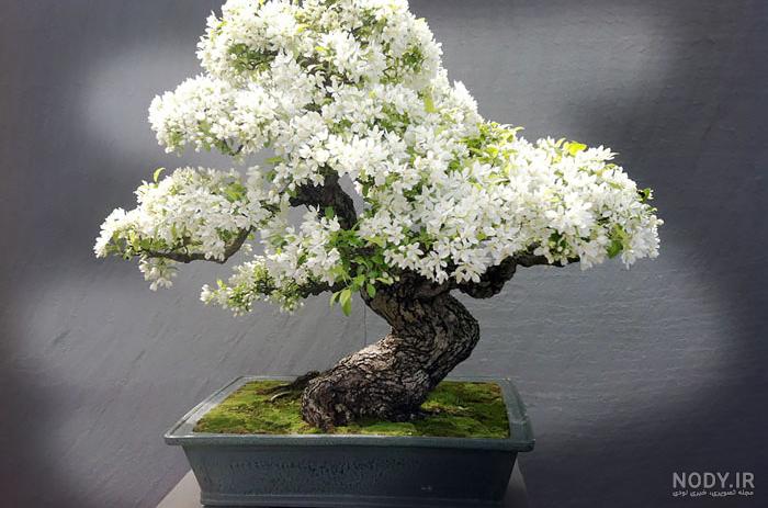 بونسای Bonsai ؛ معرفی کامل گیاه بنسای (از دانه تا خانه) - VIP
