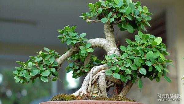 بونسای Bonsai ؛ معرفی کامل گیاه بنسای (از دانه تا خانه) - VIP