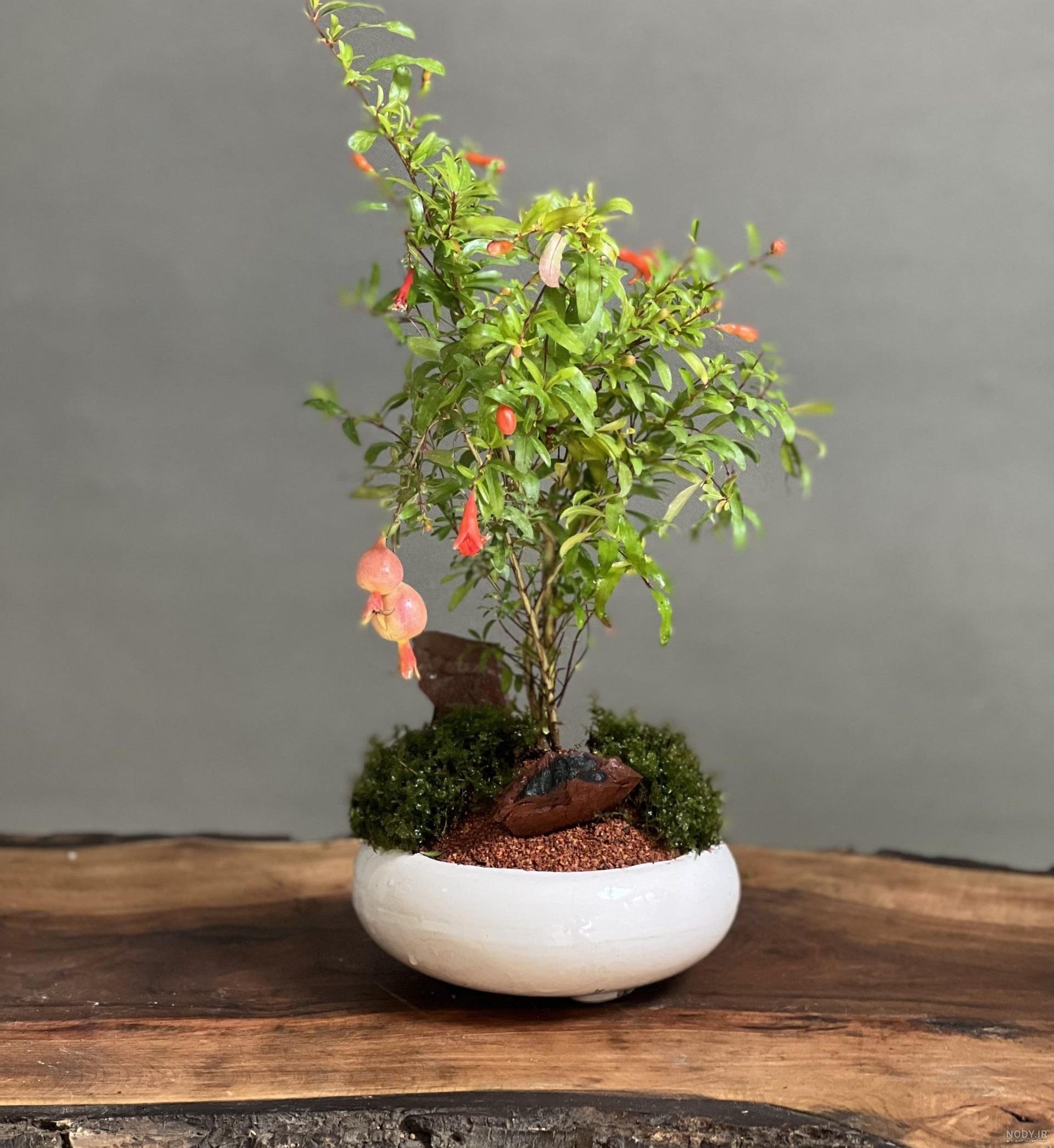 بونسای Bonsai ؛ معرفی کامل گیاه بنسای (از دانه تا خانه) - VIP