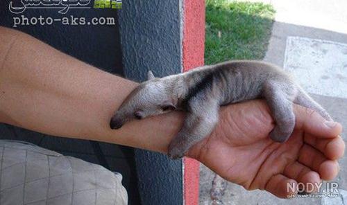 عکس بچه مورچه خوار baby of anteater