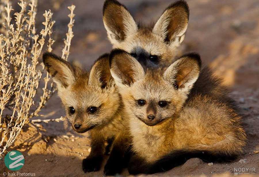 عکس بچه مورچه خوار baby of anteater