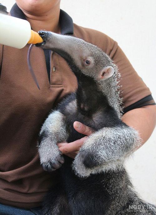 عکس بچه مورچه خوار baby of anteater