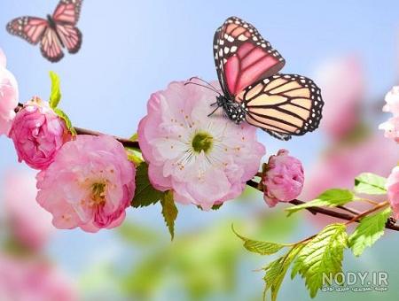 عکس شکوفه های بهاری برای پروفایل - ژاویز