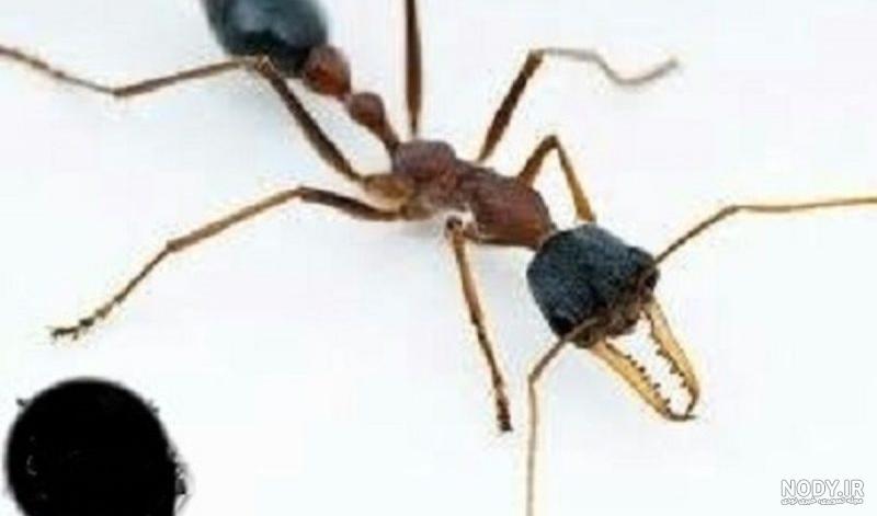 عکس مورچه های ادم خوار