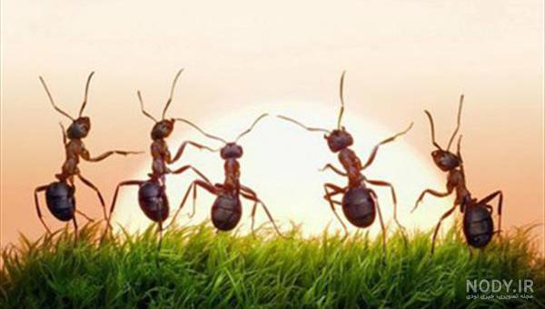 عکس مورچه های ادم خوار
