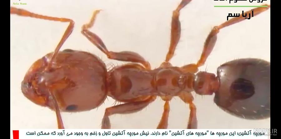 عکس مورچه ی آدم خوار