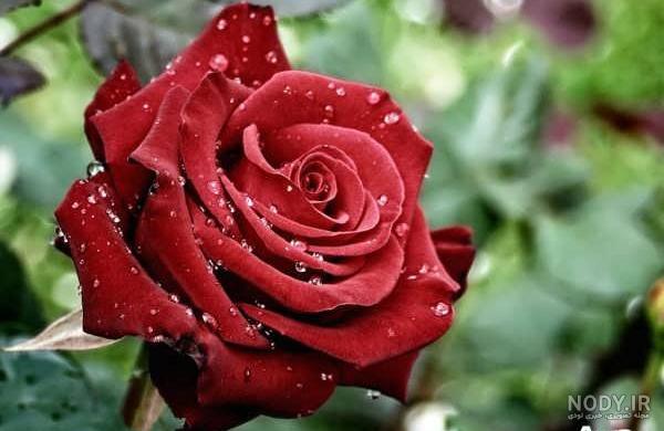 عکس پروفایل گل سرخ زیبا