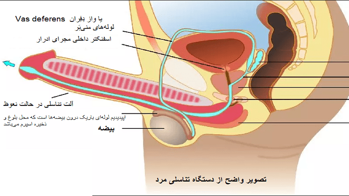 عکس چیز مرد تو چیز زن واقعی است