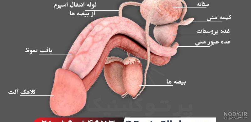 عکس چیز مرد واقعی نی نی سایت