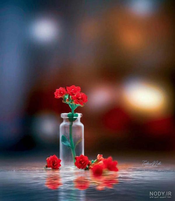 عکس گل برای پروفایل واتساپ جدید ایرانی عکس گل برای پروفایل واتساپ جدید ایرانی