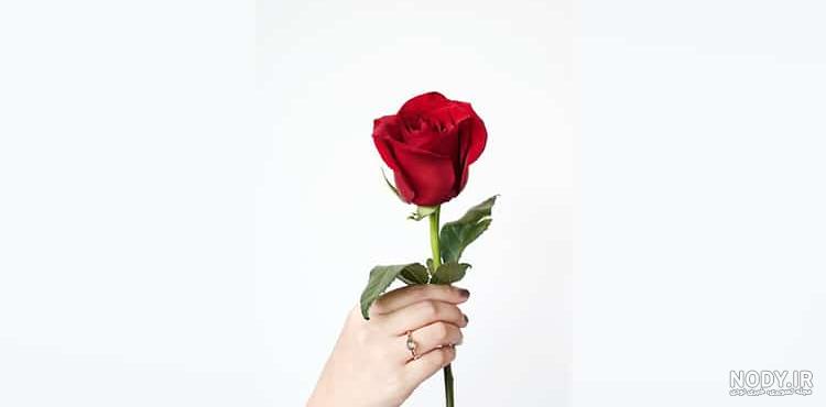 عکس گل رز زیبا و خاص برای پروفایل جدید