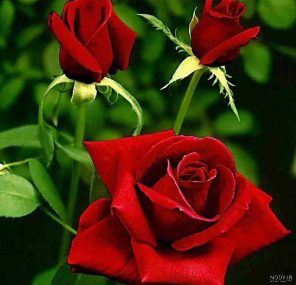 عکس گل رز زیبا و خاص برای پروفایل جدید