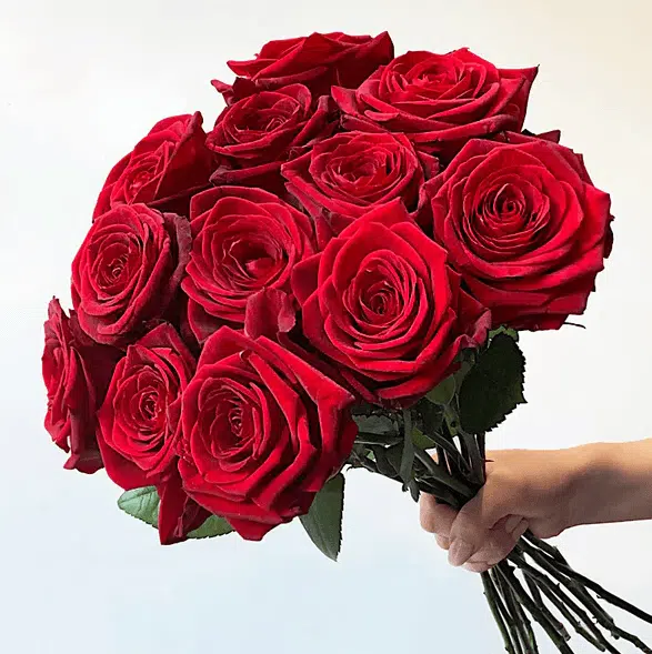 عکس های گل سرخ برای پروفایل