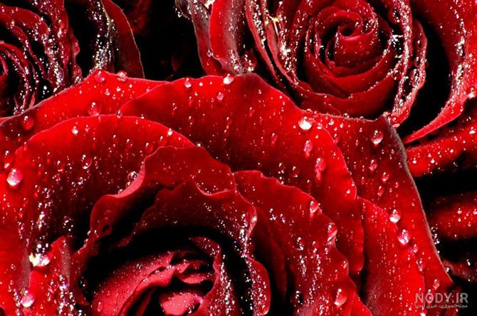 عکس گل سرخ زیبا برای پروفایل