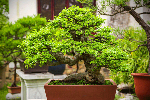 لیست قیمت گیاه بنسای، ۳۰ فروردین | ترب