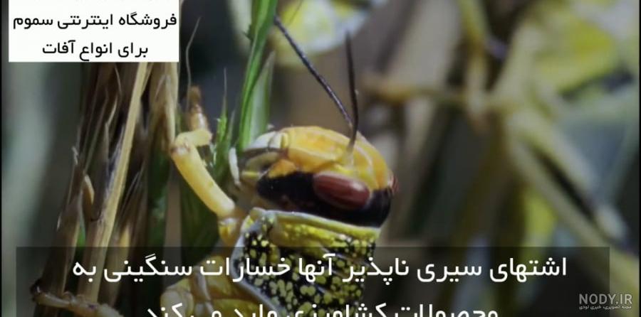 مورچه های آدم خوار - خبرگزاری اطلس مورچه های آدم خوار - خبرگزاری اطلس