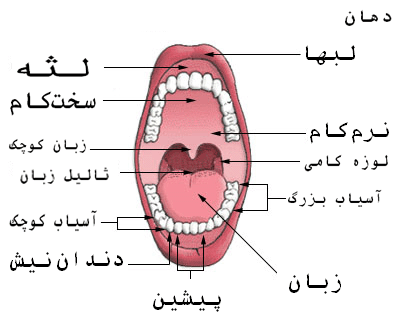 التهاب لوزه | علائم و درمان التهاب لوزه - دکتر جهانگیر قربانی