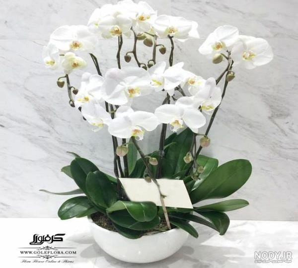 عکس گل ارکیده برای پروفایل