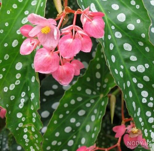 عکس گل ارکیده فرشته