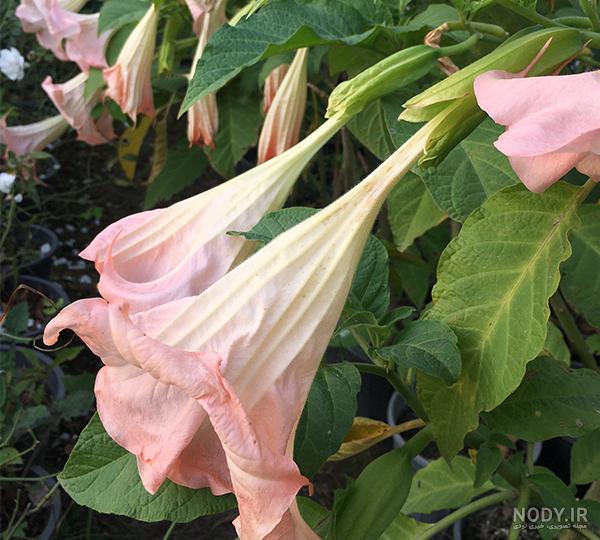 عکس گل بال فرشته